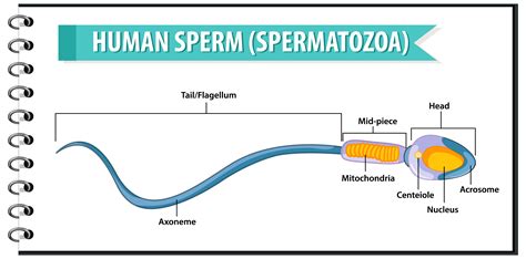 Spermatozoa 